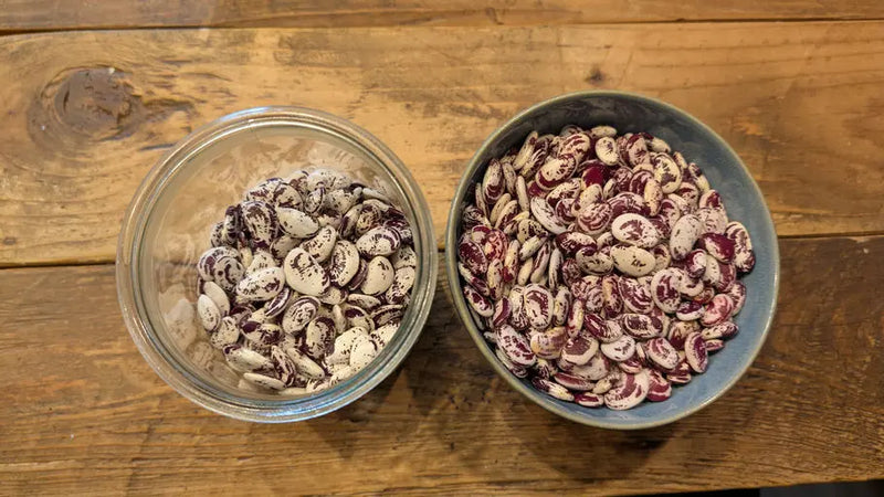 Twee schaaltjes met gedroogde Lima bonen vers geoogst uit de tuin