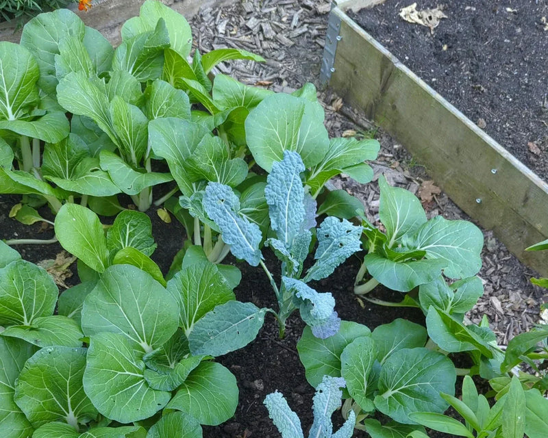 Grote groene paksoiplanten groeien in een kweekbak onder natuurlijk licht