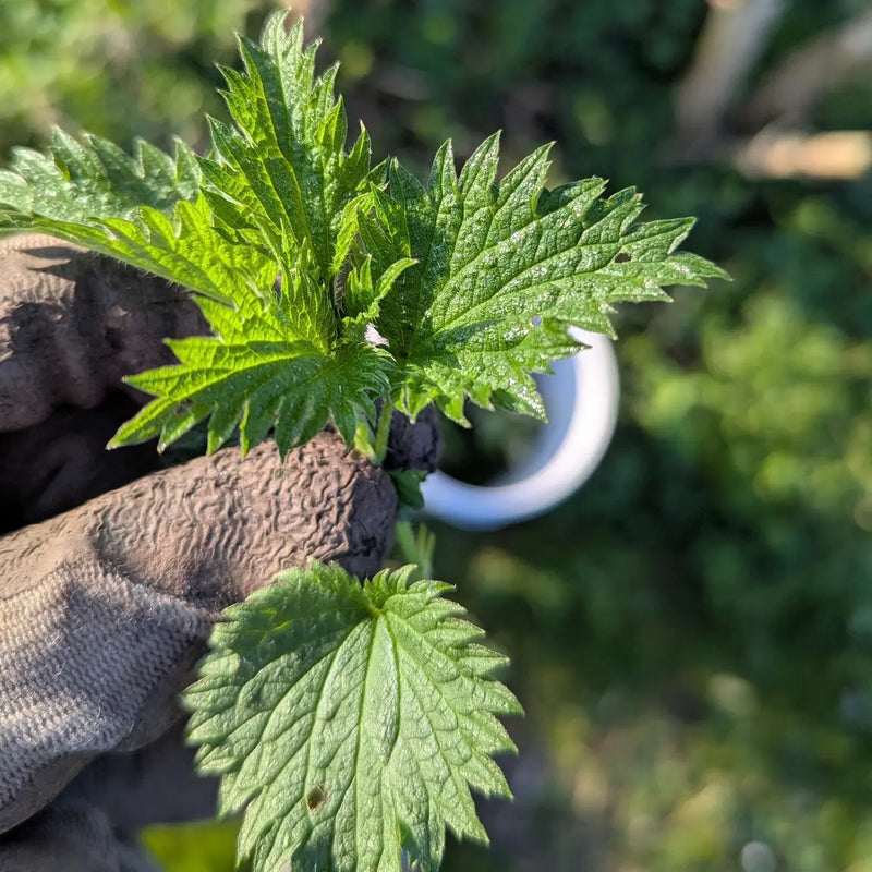 Close-up van jonge brandneteltop klaar voor gebruik als natuurlijke meststof in de moestuin