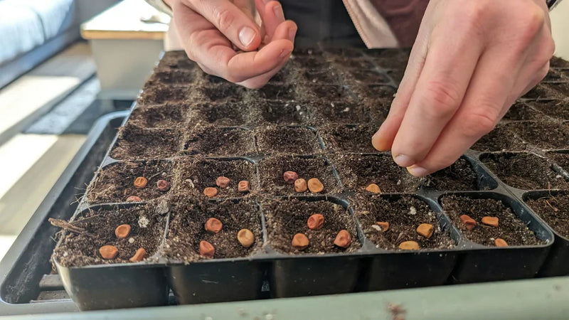 Judith zaait verse erwten in de tuin voor een gezonde moestuin