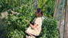 Judith oogst verse Sugar Snaps in de moestuin op een zonnige dag