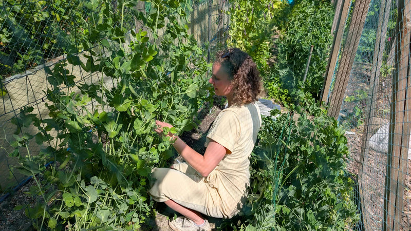 Judith oogst verse Sugar Snaps in de moestuin op een zonnige dag