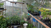 Kas met zaailingen en volwassen peper planten in groeifase