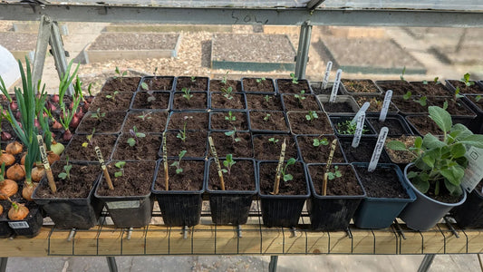 Kleine koolplantjes in maart in de kas die nog te klein zijn om buiten te zetten