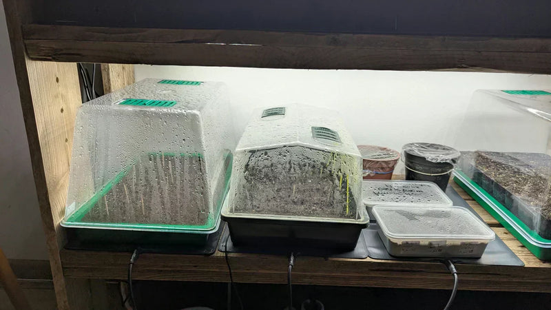 Close-up van een lampenkast met kweekbakjes op warmtemat voor plantenondersteuning