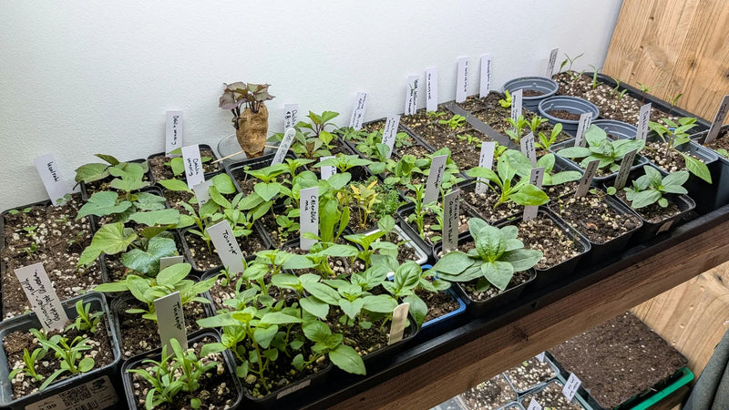 Bovenste verdieping van lampenkast met zeilingen klaar voor verplaatsing naar de kas