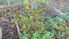 Malawi peppadew plant met vorstverlept blad en rijpe rode pepers aan de takken
