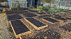 Nieuw gemaakte moestuin bedden met houten bakken gevuld met verse compost voor gezonde planten