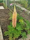 Close-up van een paarse Lupine bloem met groene bladeren op de achtergrond