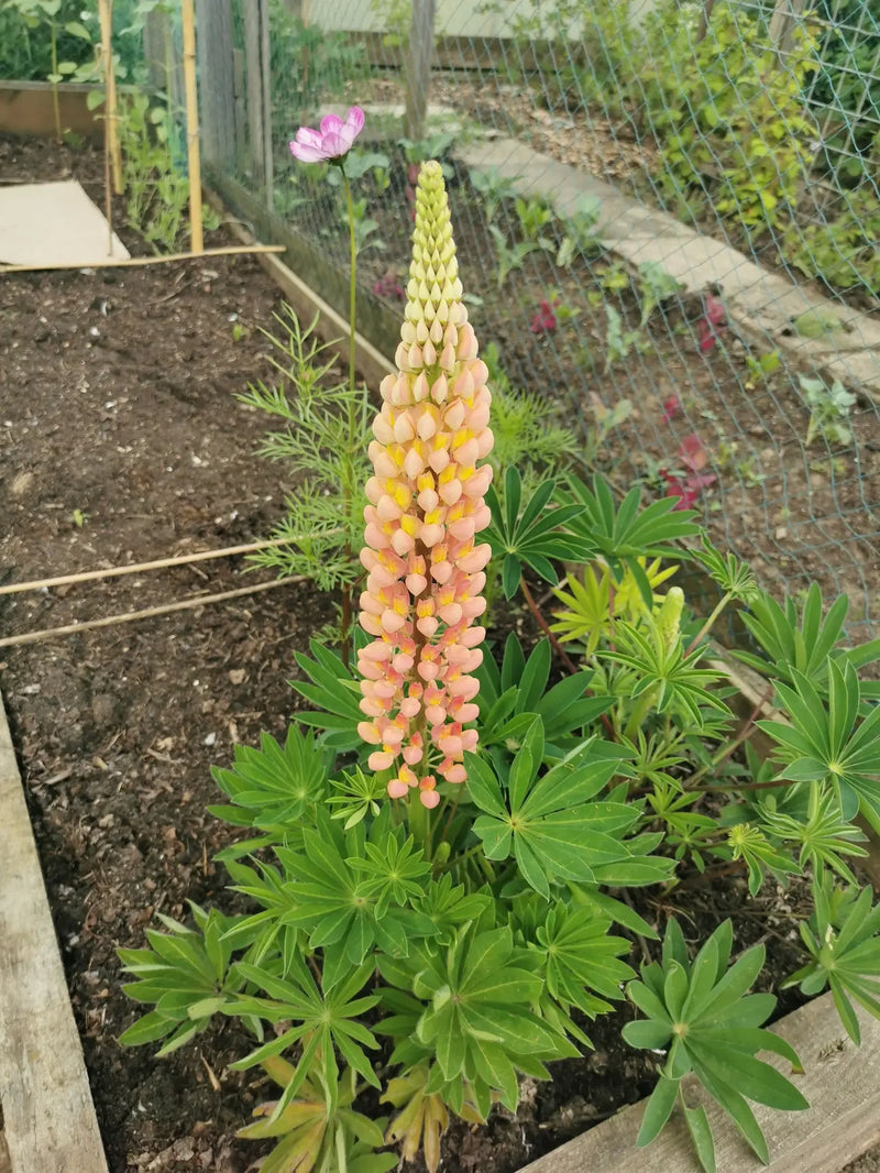 Close-up van een paarse Lupine bloem met groene bladeren op de achtergrond