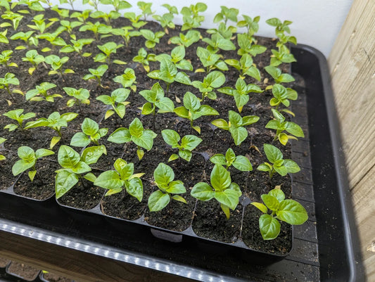 Zaaitray met kleine peper plantjes onder groeilamp voor optimale groei