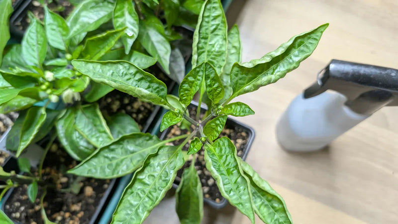 Peperplant met stress en duidelijk krullende bladeren door bladproblemen