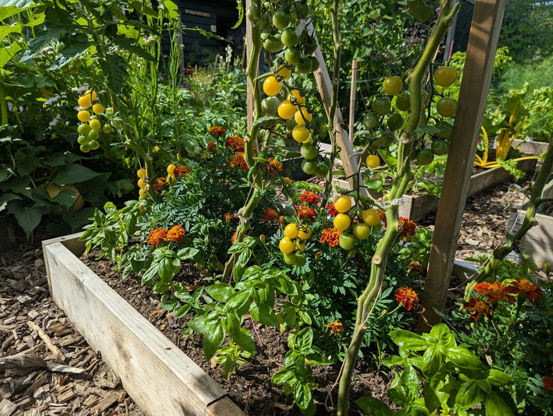 Tomaten met Afrikaantje en basilicum samen geplant in zonlicht, wat perfect werkt in de tuin