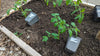 Tomatenplanten netjes uitzetten in de grond voor een gezonde groei in de moestuin