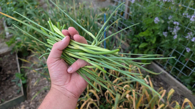 Vers geoogste knoflook scheuten klaar voor gebruik in de keuken