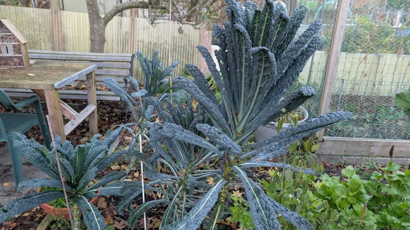 Vier palmkool planten met volle groene bladeren groeien gezond in een moestuin