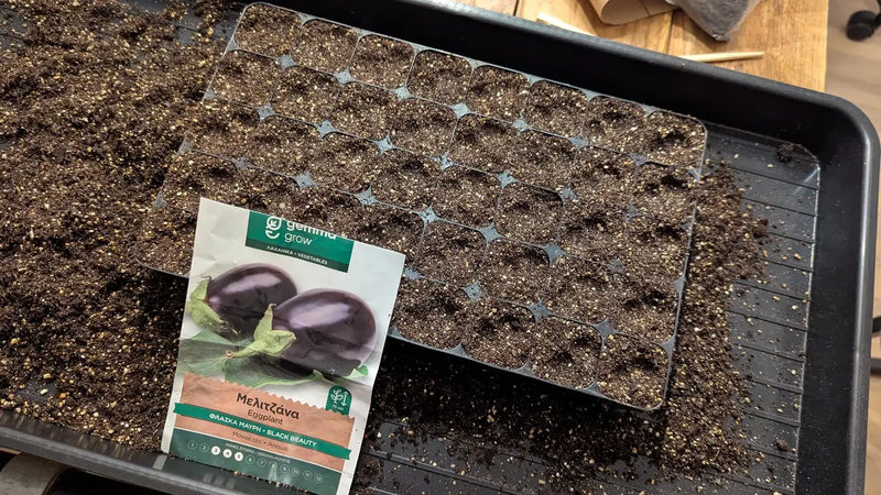 Zaaitray gevuld en klaar om aubergine Black Beauty te zaaien voor de tuin