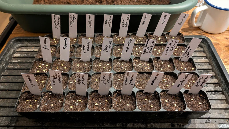 Zaaitray met 20 verschillende pas gezaaide peperzaadjes in een rij