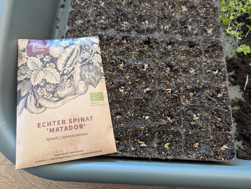 Zaaitray gevuld en klaar om spinazie te zaaien in de tuin