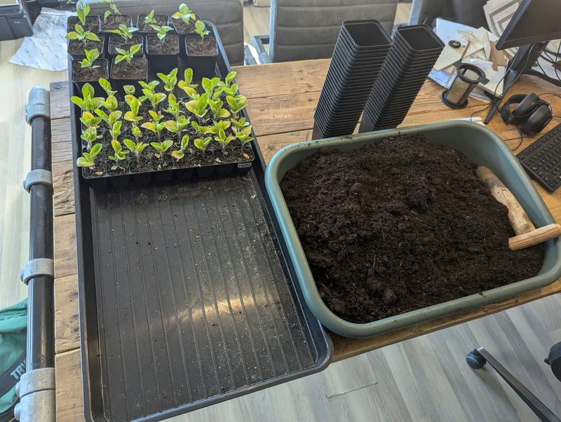 Zaaitray gevuld met zaaistekgrond en jonge stekjes voor planten