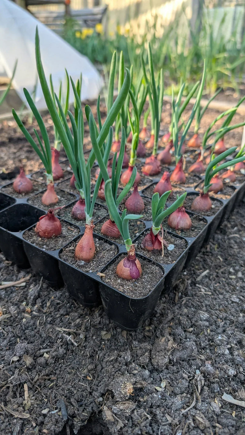 Zaaitrevel met voorgetrokken uiensets klaar voor het planten in de moestuin