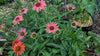 Zonnehoed in volle bloei met heldere paarse bloemen in de tuin