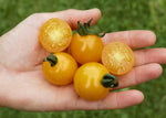 Tomaat Sunviva - Thumbnail