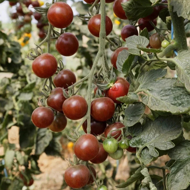 Tomaat Black Cherry