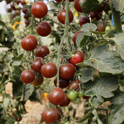 Tomaat Black Cherry