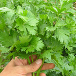 Bladbleekselderij - Thumbnail