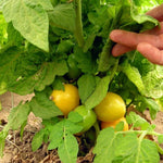 Tomaat Tigerette Cherry - Thumbnail