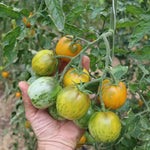 Saladetomaat 786 - Thumbnail