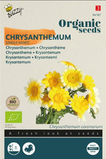 Chrysanthemum Gemengd - Thumbnail