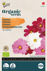 Cosmea - Thumbnail