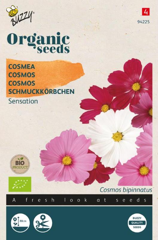 Cosmea