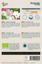 Cosmea - Thumbnail