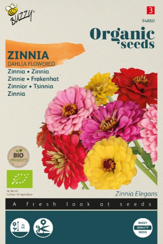 Zinnia