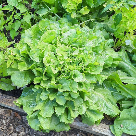 Andijvie 'Green Escarole'