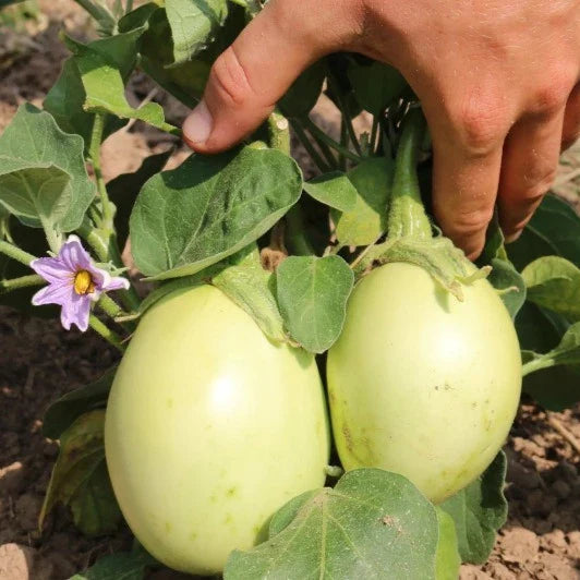 Aubergine Applegreen