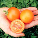 Tomaat Auriga - Thumbnail
