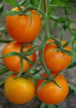 Tomaat Auriga - Thumbnail