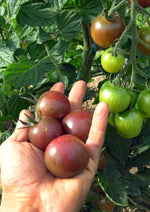 Tomaat Black Cherry - Thumbnail