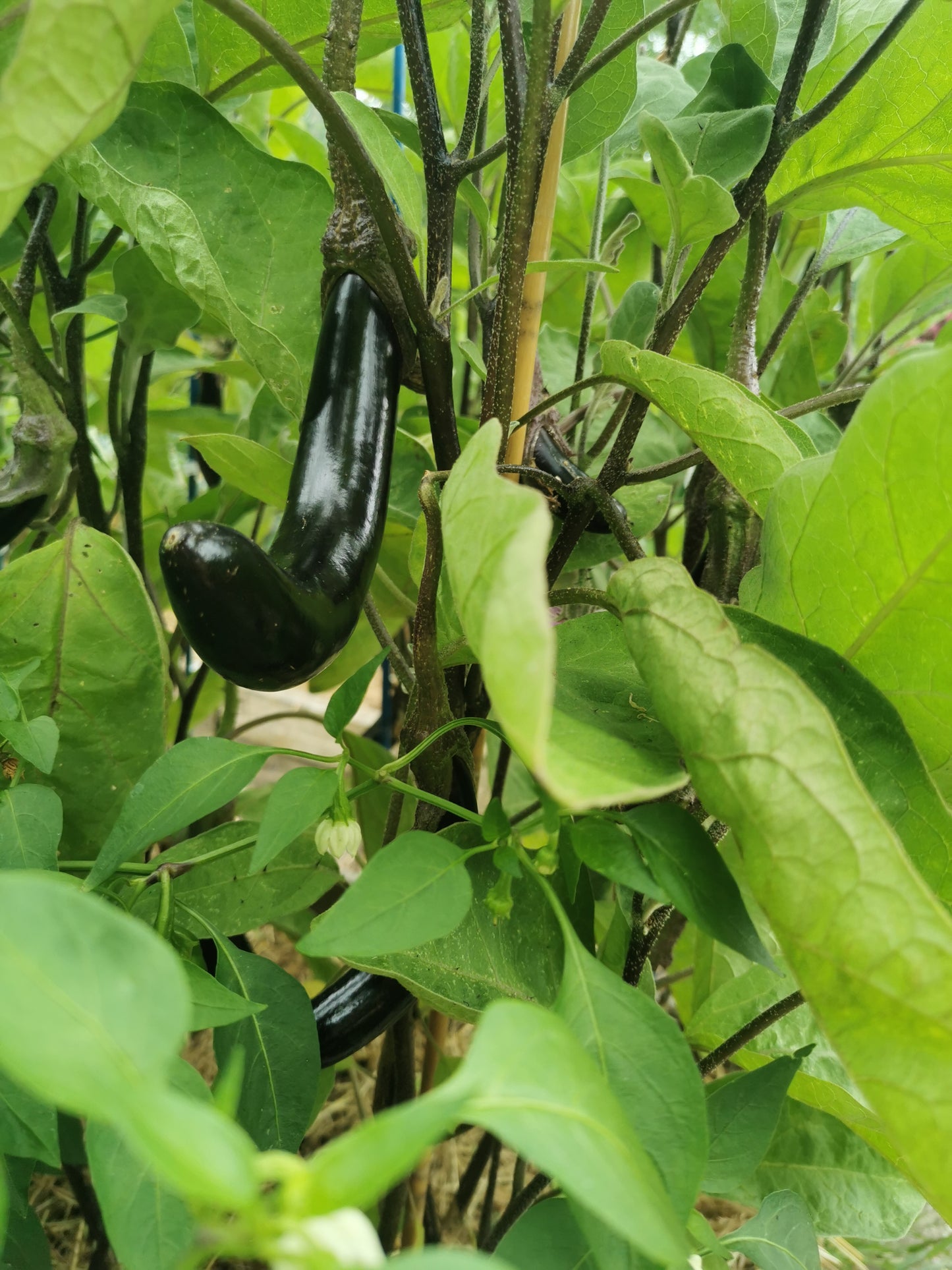 Aubergine Lang Paars