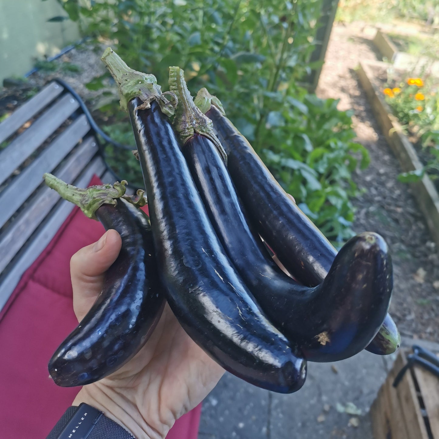 Aubergine Lang Paars