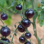 Tomaat Indigo Rose - Thumbnail