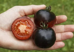 Tomaat Indigo Rose - Thumbnail