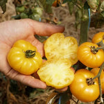 Tomaat Old Yellow Candystripe - Thumbnail