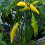 Peper 'Ají Lemon Drop' - Thumbnail