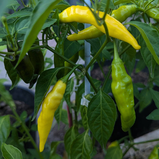 Peper 'Ají Lemon Drop'