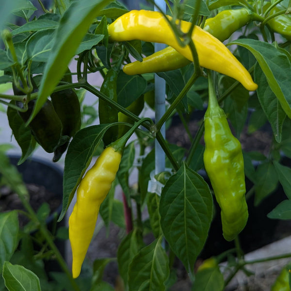 Peper 'Ají Lemon Drop'